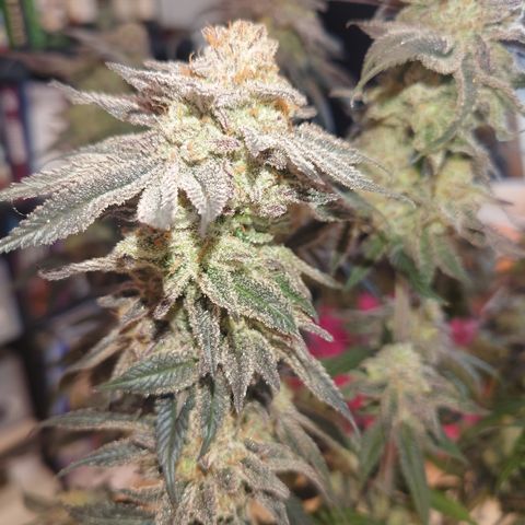 Purple Queen growlog photo: Sehr enttäuschend, schlechtester grow bis jetzt,mal gucken was trocken rauskommt 