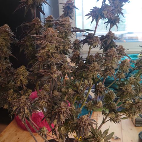 Purple Queen growlog photo: Sehr enttäuschend, schlechtester grow bis jetzt,mal gucken was trocken rauskommt 