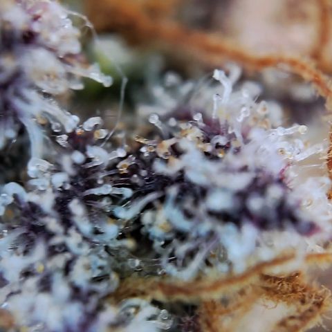 Purple Queen growlog photo: Sehr enttäuschend, schlechtester grow bis jetzt,mal gucken was trocken rauskommt 