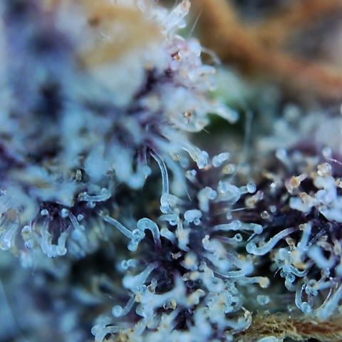 Purple Queen growlog photo: Sehr enttäuschend, schlechtester grow bis jetzt,mal gucken was trocken rauskommt 