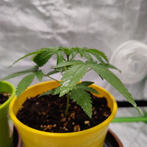 Lemon Haze growlog timeline photo