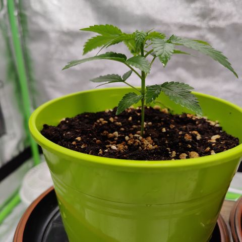Dos Si Dos 33 growlog photo