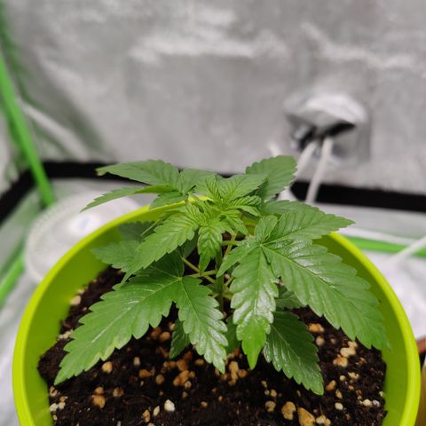 Dos Si Dos 33 growlog photo