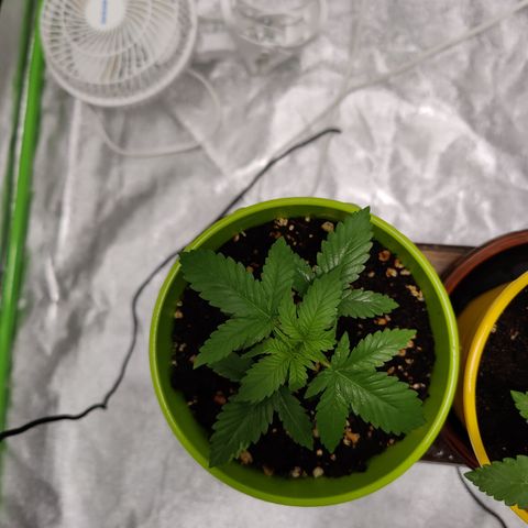 Dos Si Dos 33 growlog photo