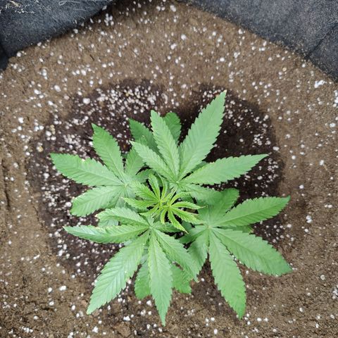 Lemon Haze growlog timeline photo