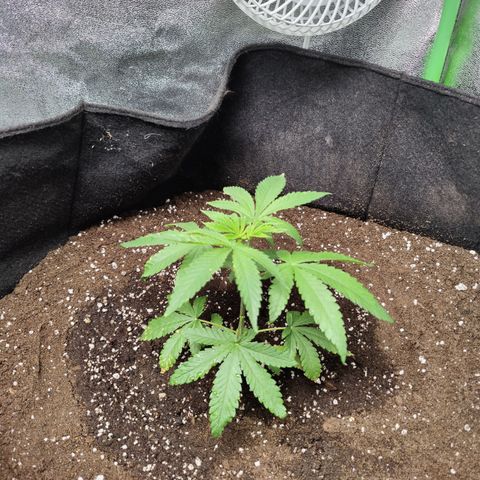 Lemon Haze growlog timeline photo