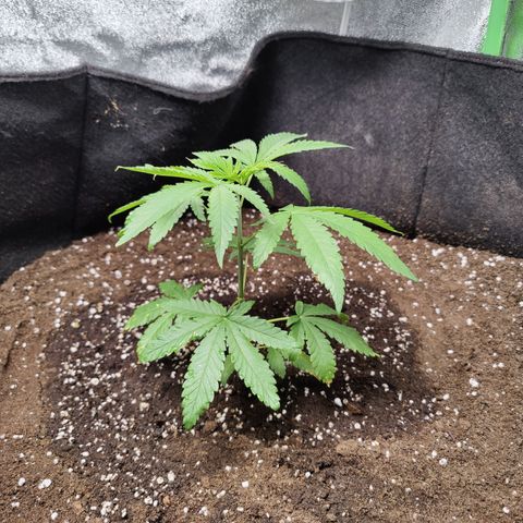 Lemon Haze growlog timeline photo