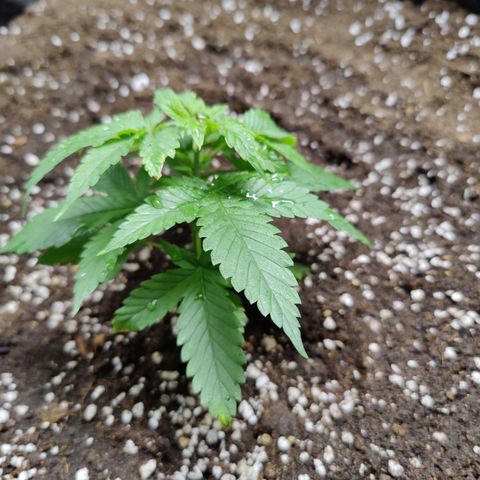 Dos Si Dos 33 growlog timeline photo