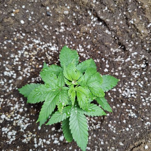 Dos Si Dos 33 growlog photo