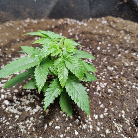 Dos Si Dos 33 growlog timeline photo