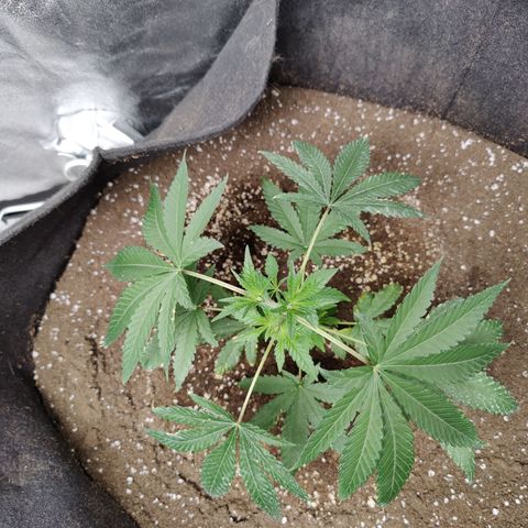 Lemon Haze growlog timeline photo