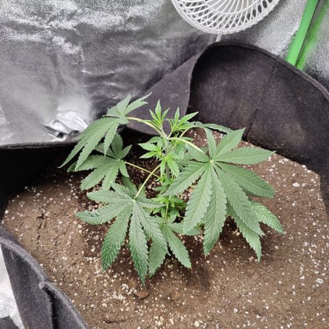 Lemon Haze growlog timeline photo