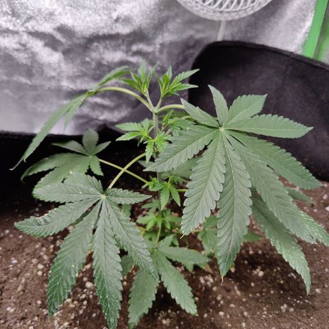 Lemon Haze growlog timeline photo