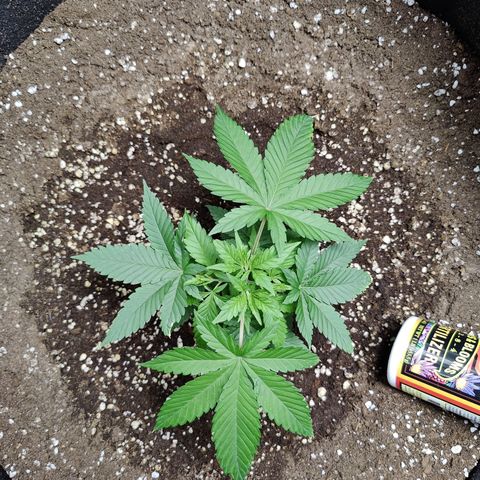 Dos Si Dos 33 growlog timeline photo