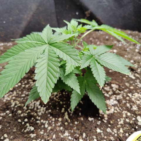 Dos Si Dos 33 growlog timeline photo