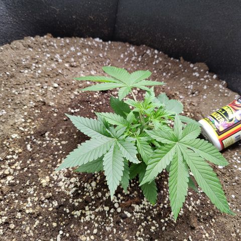 Dos Si Dos 33 growlog timeline photo
