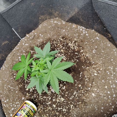 Dos Si Dos 33 growlog timeline photo