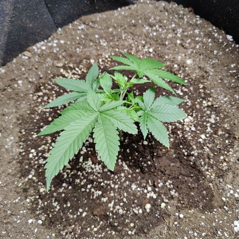 Lemon Haze growlog timeline photo