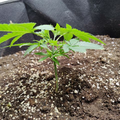 Lemon Haze growlog timeline photo