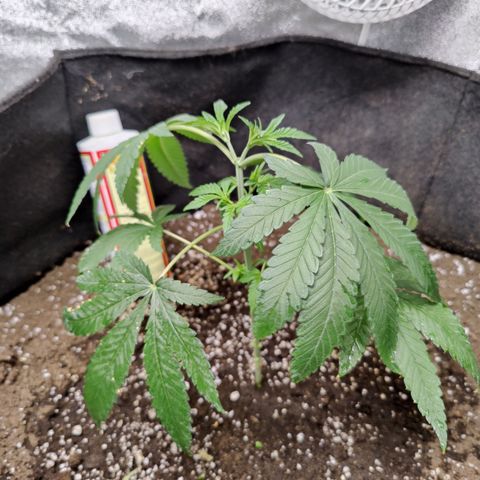 Lemon Haze growlog timeline photo