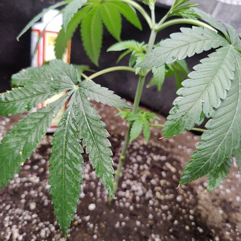 Lemon Haze growlog timeline photo