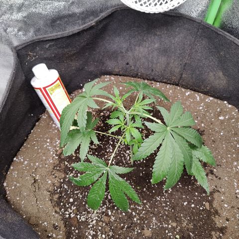 Lemon Haze growlog timeline photo