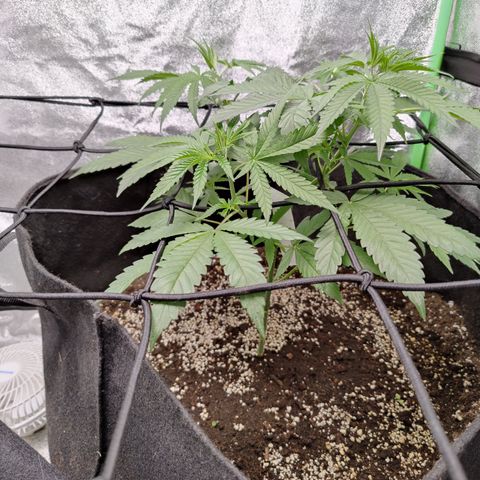 Lemon Haze growlog timeline photo