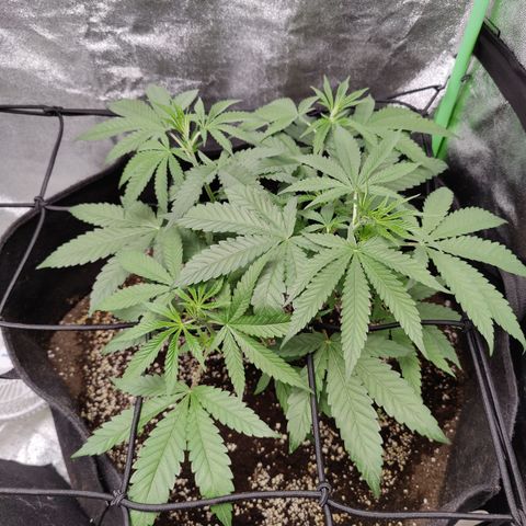 Lemon Haze growlog timeline photo