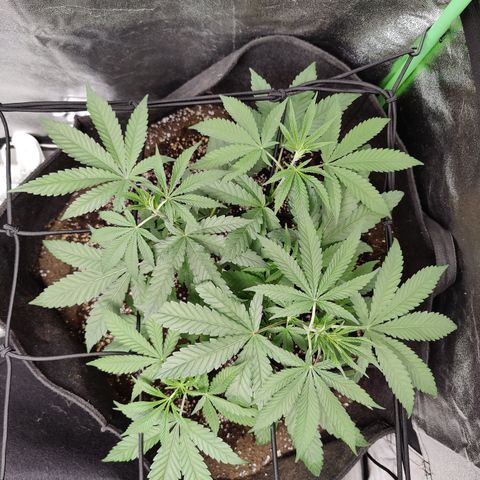 Lemon Haze growlog timeline photo