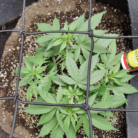 Dos Si Dos 33 growlog timeline photo