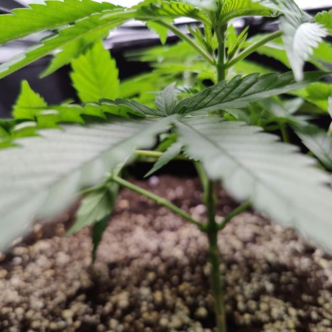 Dos Si Dos 33 growlog timeline photo