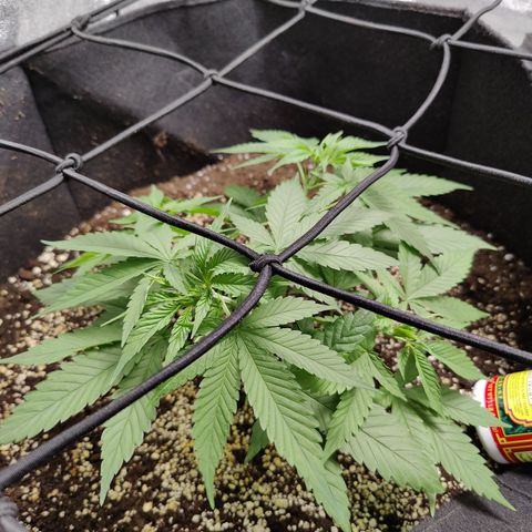 Dos Si Dos 33 growlog timeline photo