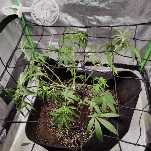 Lemon Haze growlog timeline photo