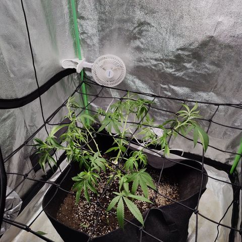 Lemon Haze growlog timeline photo