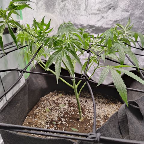Lemon Haze growlog timeline photo