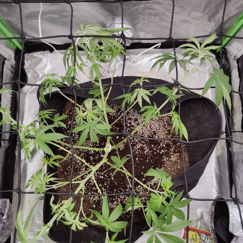 Lemon Haze growlog timeline photo