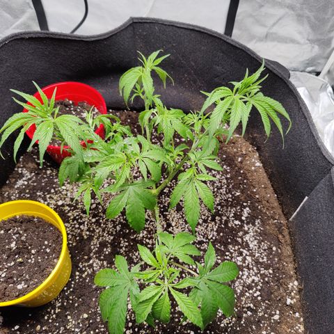 Dos Si Dos 33 growlog timeline photo