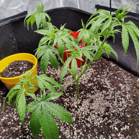 Dos Si Dos 33 growlog timeline photo