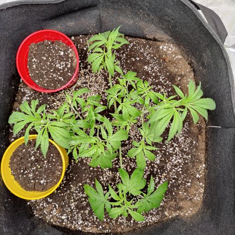 Dos Si Dos 33 growlog timeline photo