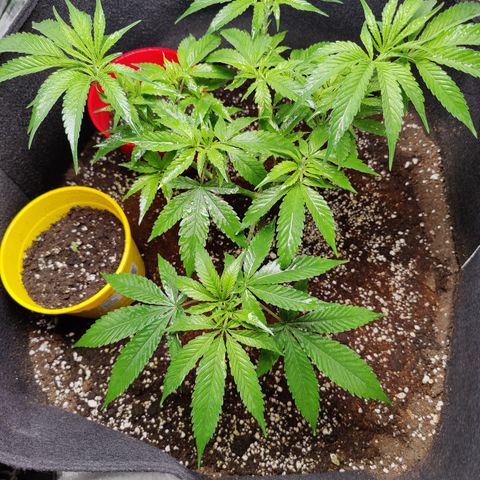 Dos Si Dos 33 growlog timeline photo