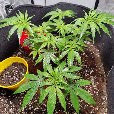 Dos Si Dos 33 growlog timeline photo