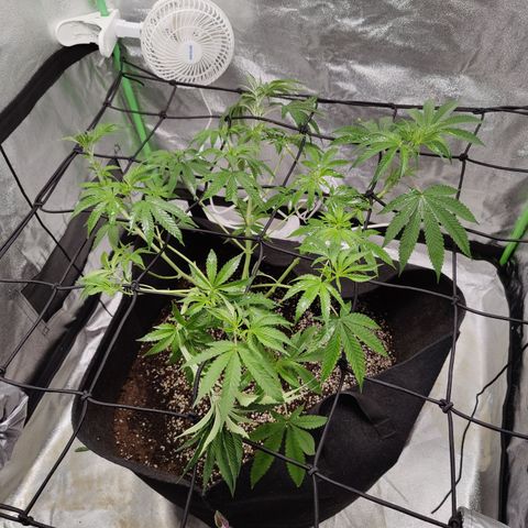 Lemon Haze growlog timeline photo