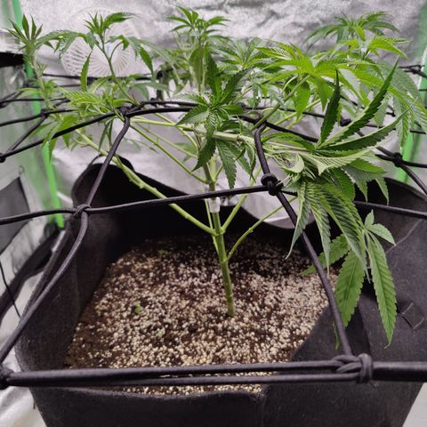 Lemon Haze growlog timeline photo