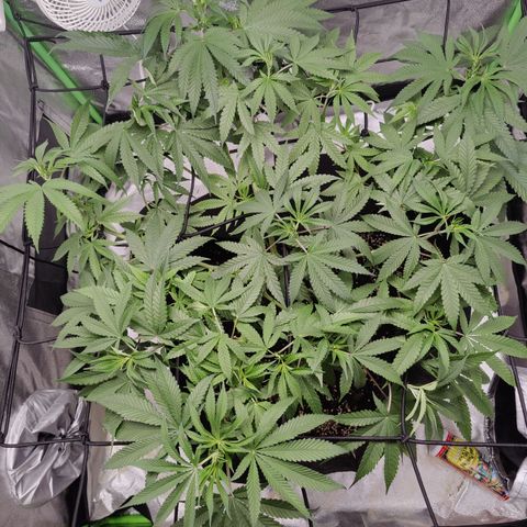 Lemon Haze growlog timeline photo