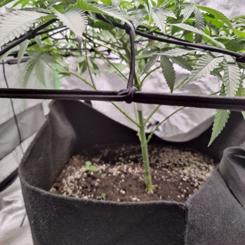 Lemon Haze growlog timeline photo