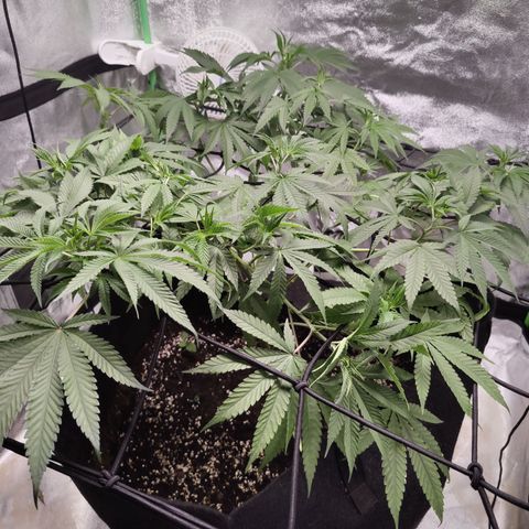 Lemon Haze growlog timeline photo