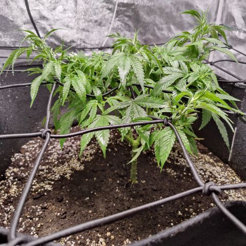 Dos Si Dos 33 growlog timeline photo