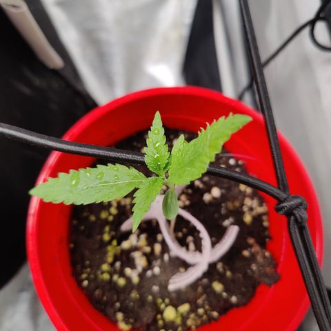 Shogun growlog timeline photo