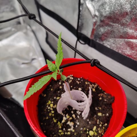 Shogun growlog timeline photo