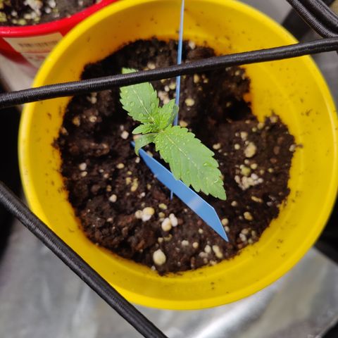 Blackberry Cake growlog timeline photo
